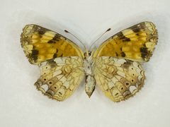 Phyciodes batesii anasazi