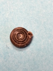 Polygyra septemvolva