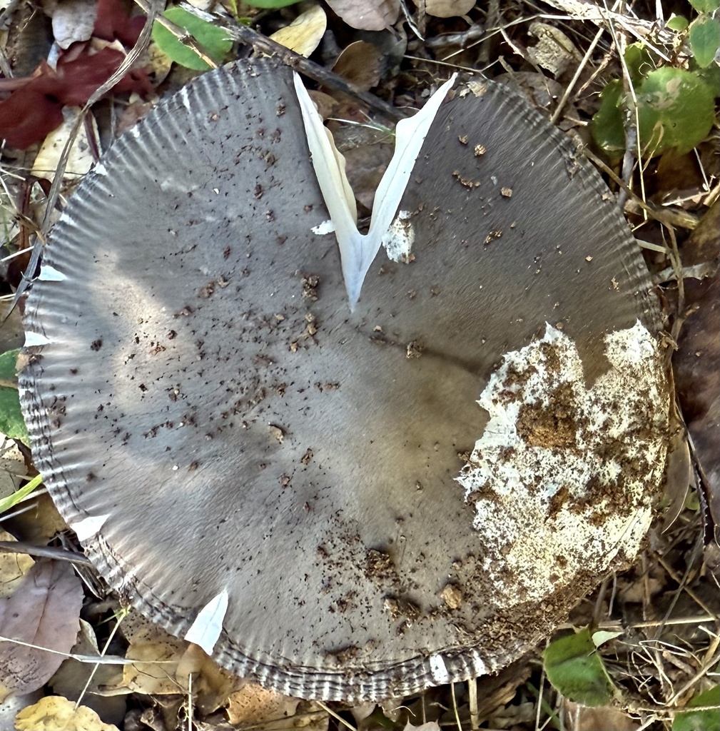 Amanita constricta · December 2025 · photo: © hllrnnr (iNaturalist, cc0)