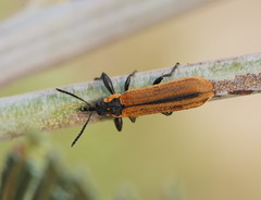Rhinotia haemoptera