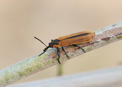 Rhinotia haemoptera