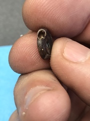 Polygyra septemvolva