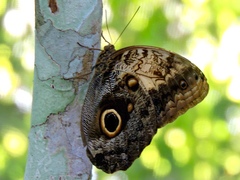 Caligo telamonius memnon