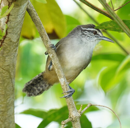Canebrake Wren (Cantorchilus zeledoni), photo 5