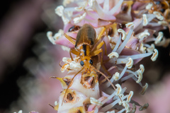Thelyphassa lineata