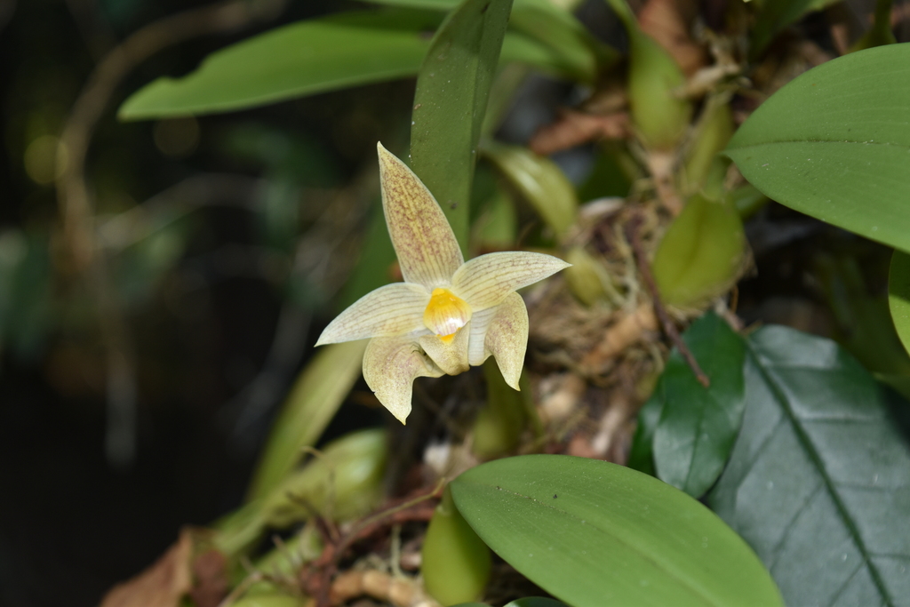 Bulbophyllum lobbii