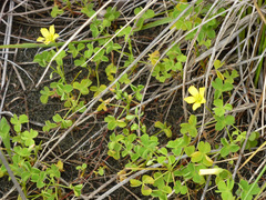 Oxalis rubens