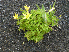 Oxalis rubens