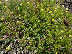 Oxalis rubens