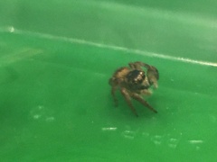 Carrhotus xanthogramma