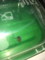 Carrhotus xanthogramma