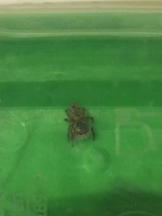 Carrhotus xanthogramma