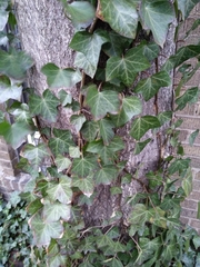 Hedera helix