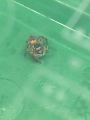 Carrhotus xanthogramma