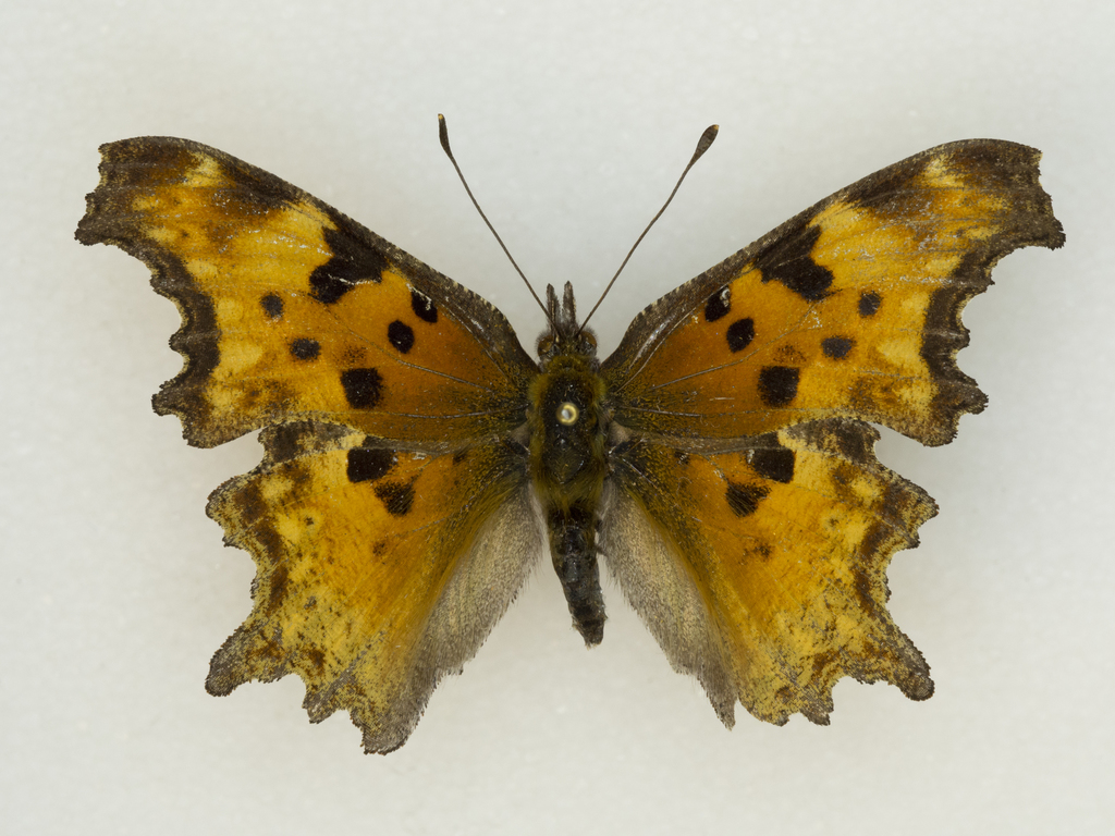 Polygonia zephyrus