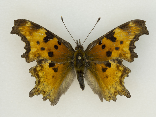 Polygonia zephyrus