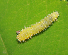 Periclista