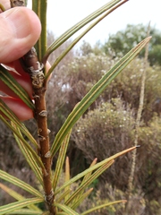 Pseudopanax linearis