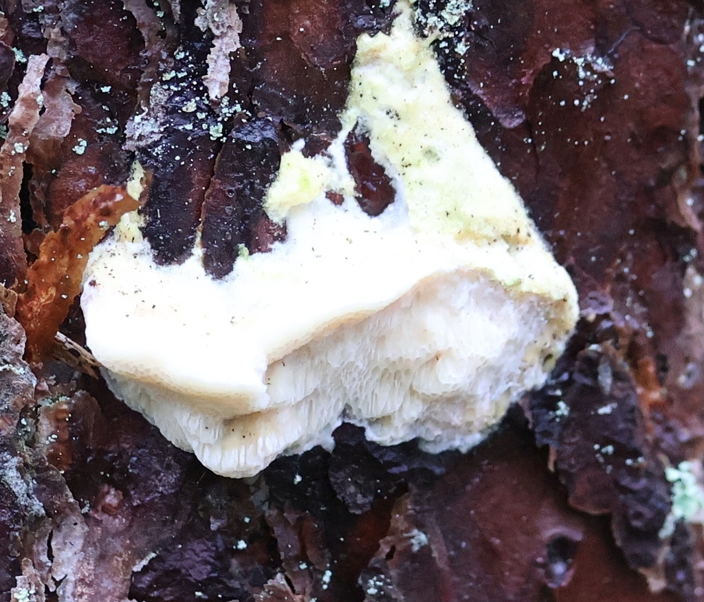Diplomitoporus flavescens