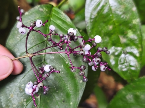 nodding wild coffee (Palicourea deflexa)