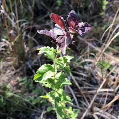 Eupatorium pilosum