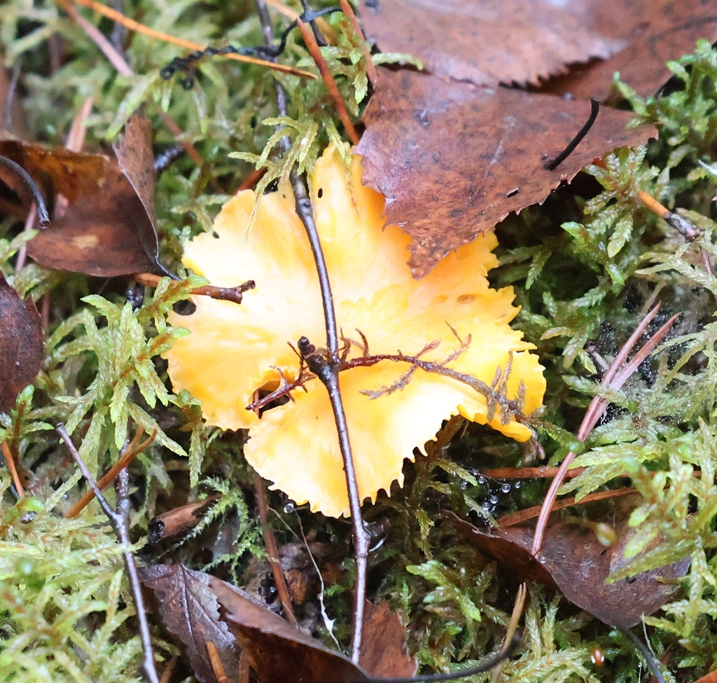 Cantharellus cibarius · December 2025 · photo: © andrejus (iNaturalist, cc-by)