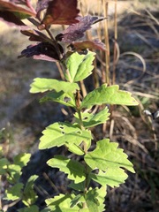 Eupatorium pilosum