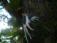 Cerogenes auricoma