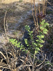 Eupatorium pilosum