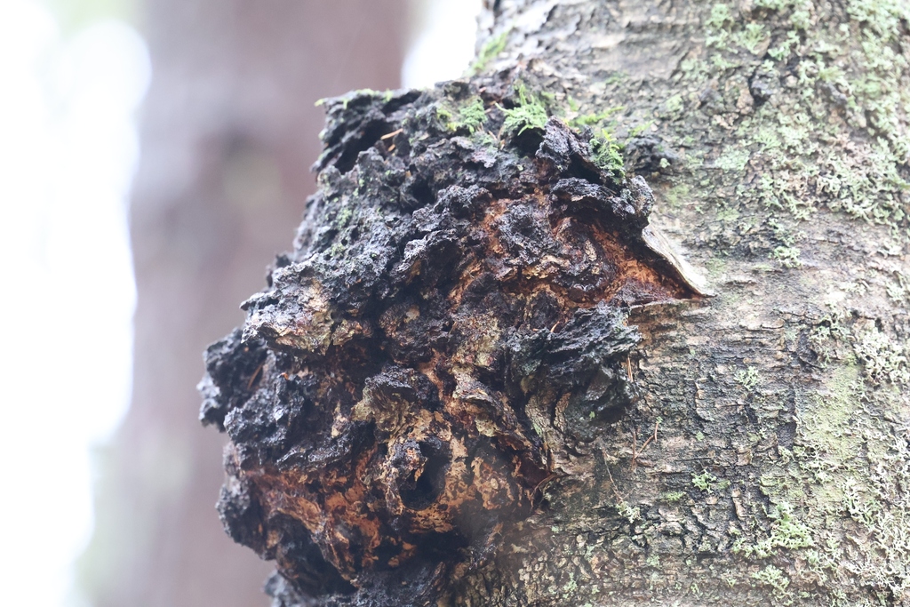 Inonotus obliquus sterilis · December 2025 · photo: © andrejus (iNaturalist, cc-by)