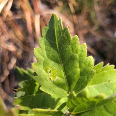 Eupatorium pilosum