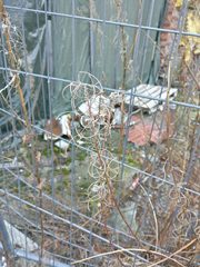 Chamaenerion angustifolium