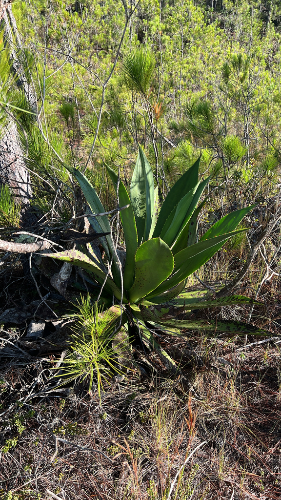 Agave antillarum, Parque Nacional Sierra de Bahoruco, DO-PN, DO-PN-PE, DO