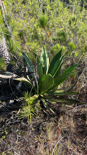 Agave antillarum