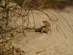 Sceloporus cozumelae