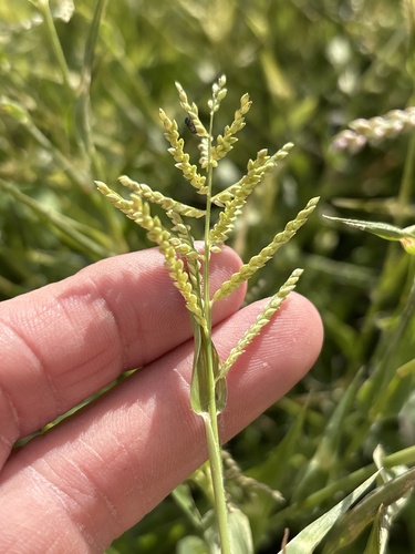 Urochloa reptans (Urochloa reptans)