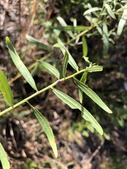 Euthamia floribunda image