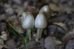 Coprinopsis acuminata