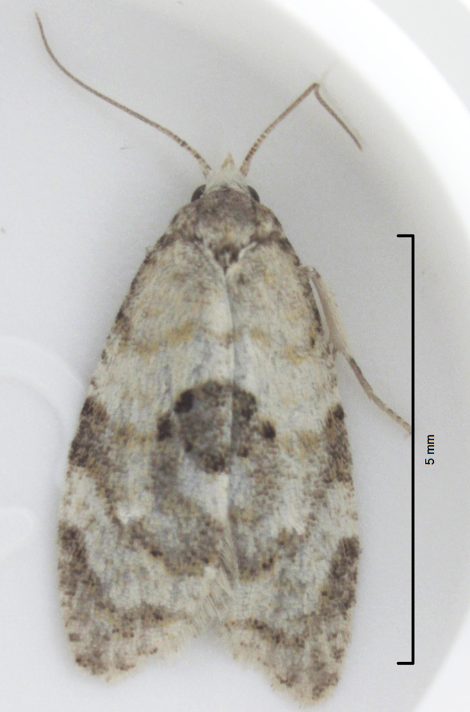 Dipterina imbriferana