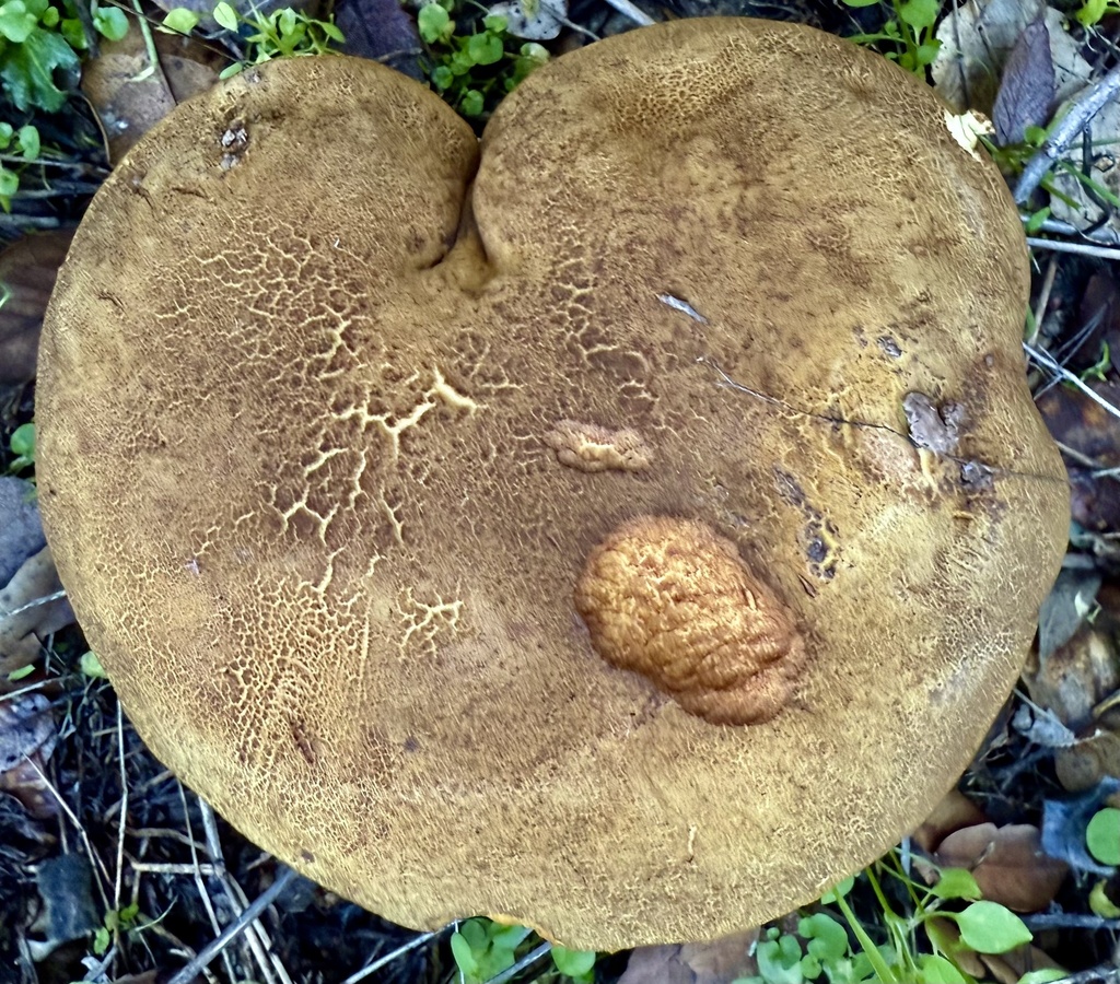 Xerocomus subtomentosus · December 2025 · photo: © hllrnnr (iNaturalist, cc0)