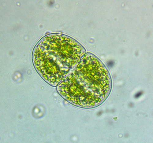Cosmarium subcucumis