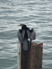 Anhinga novaehollandiae