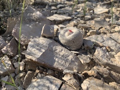 Epithelantha bokei