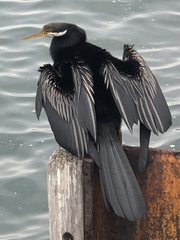 Anhinga novaehollandiae