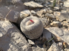 Epithelantha bokei