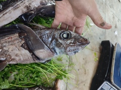 Large-Eyed Rabbitfish photo 3