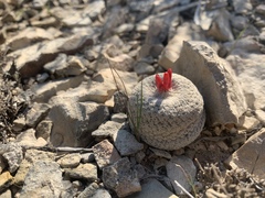 Epithelantha bokei