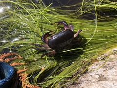Potamonautes brincki