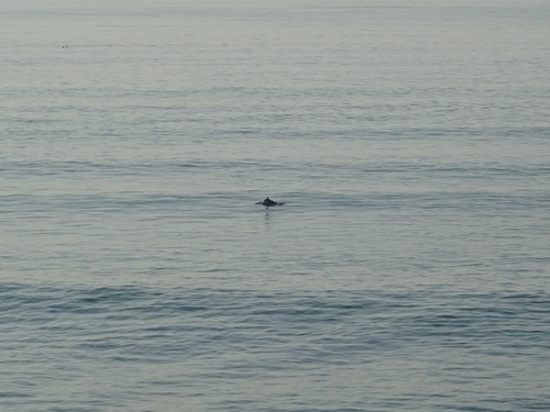 Indian Humpback Dolphin