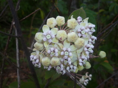 Asclepias similis